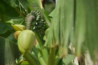 Гостевой дом Guesthouse Maria Гагра-2