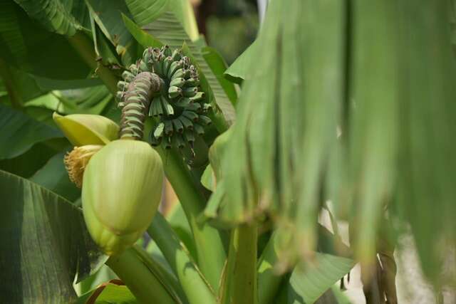 Гостевой дом Guesthouse Maria Гагра-5